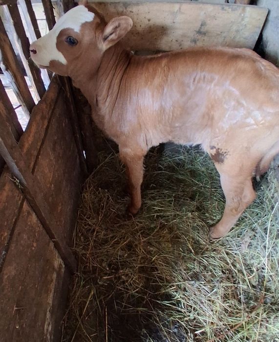 Schimb cu un tăuraș