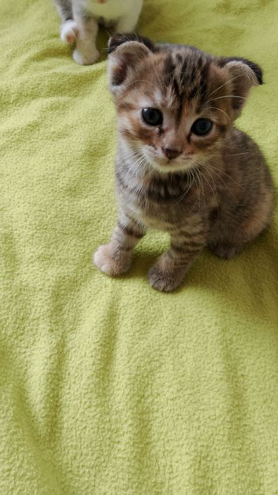 Отдам котят бесплатно