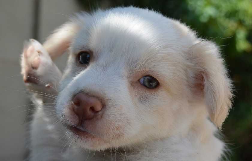 Подарявам кученца