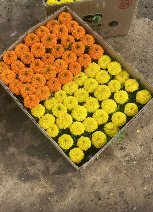 Петуния бархатци шафран