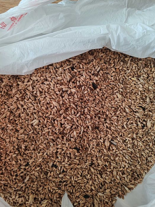 Ячмень, пшеница от 75тг.