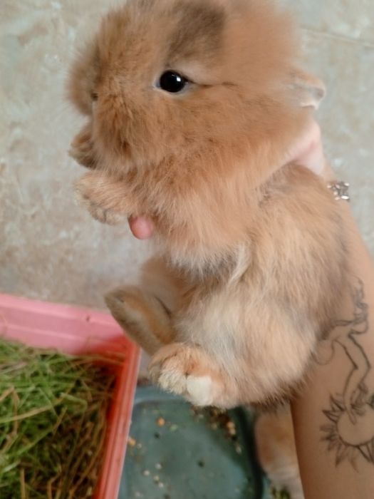Продаю кроликов,