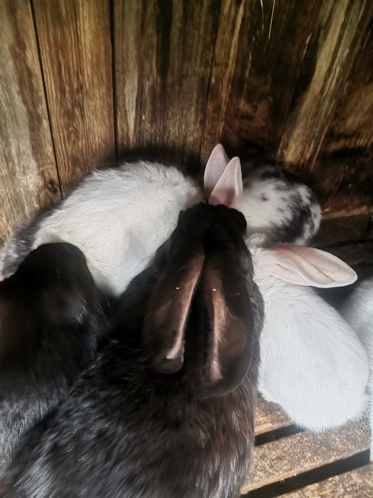 Vând iepuri belgieni, fluturi și uriaș belgian alb.