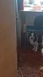 Песику срочно нужен новый дом!