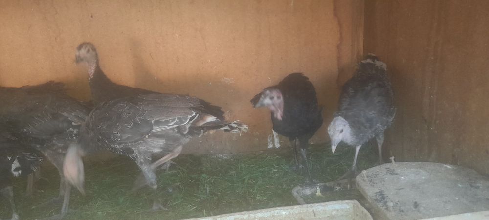 3 oyli kurkala sotladi