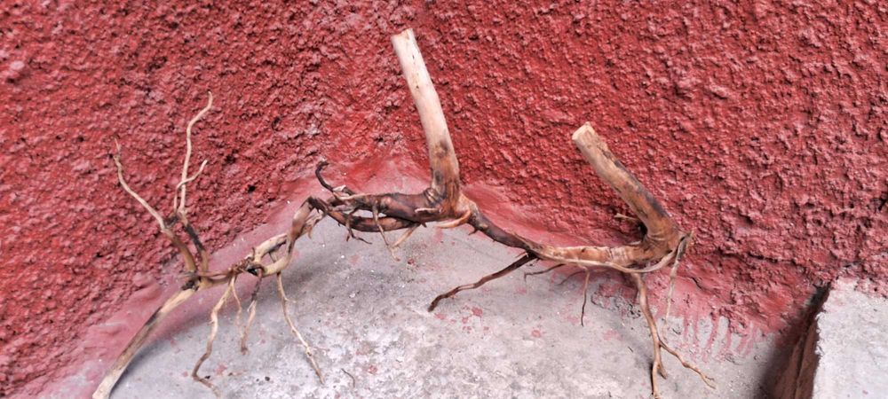 Коряги в аквариум