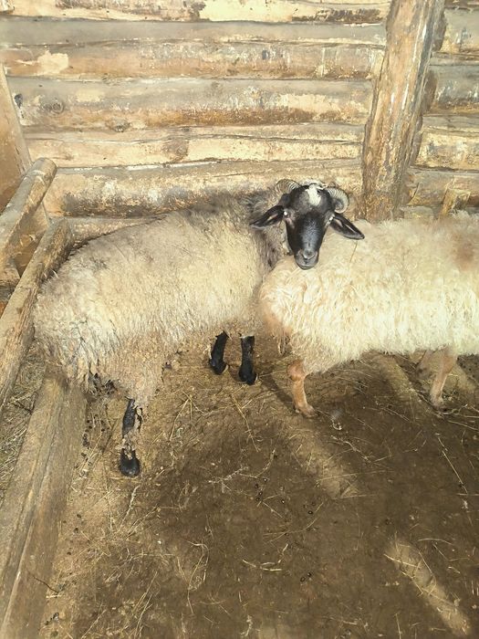 Продам барана с откорма
