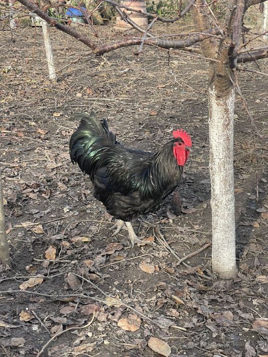 Vând găini Australorp