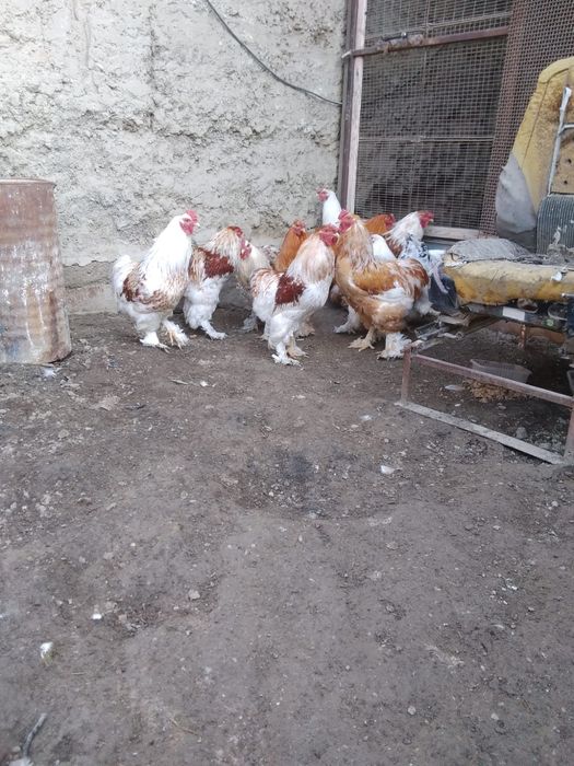 Продам молодых брамов.