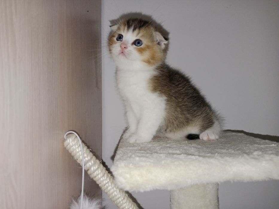 Скоттиш Фолд мальчик золотистый биколор