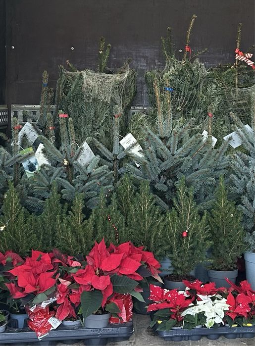 Жива елха с корен в контейнер