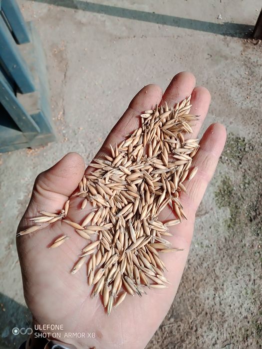 Vând ovăz producție 2025