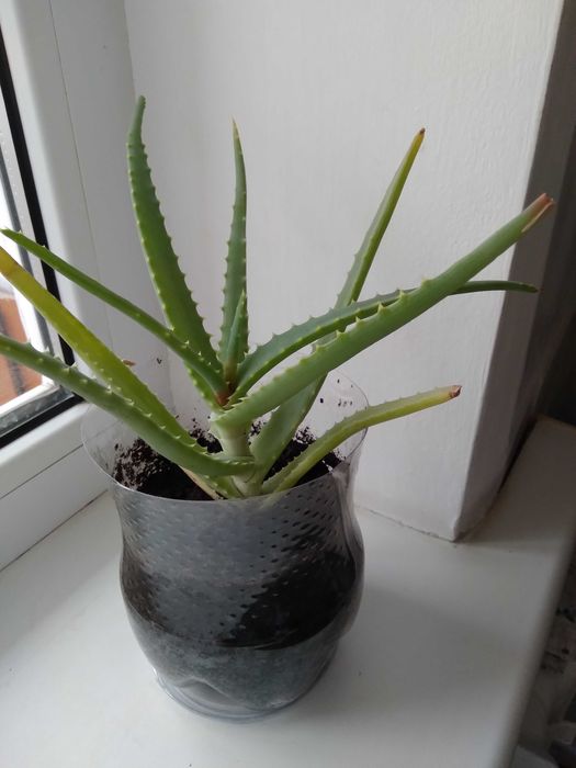 Комнатные растения.