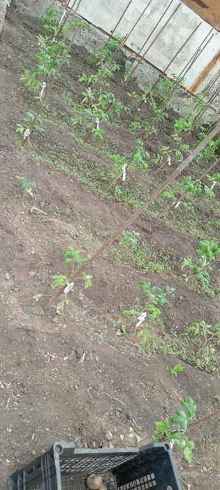 Продаю срочно дачу ДО МИЧУРИНЕЦ