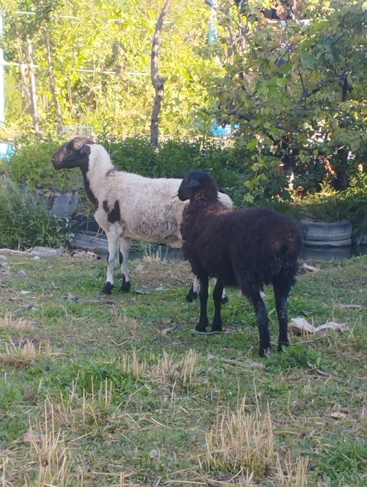 Бараны мереносцы