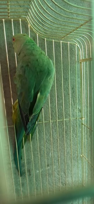 Ожереловый попугай