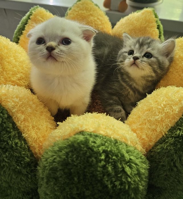 Котенок шотландской вислоухий