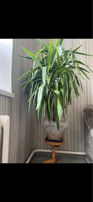 Продам цветок