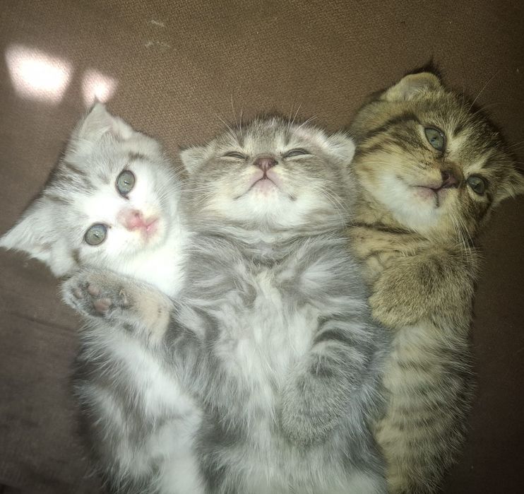 Котята вислоушки