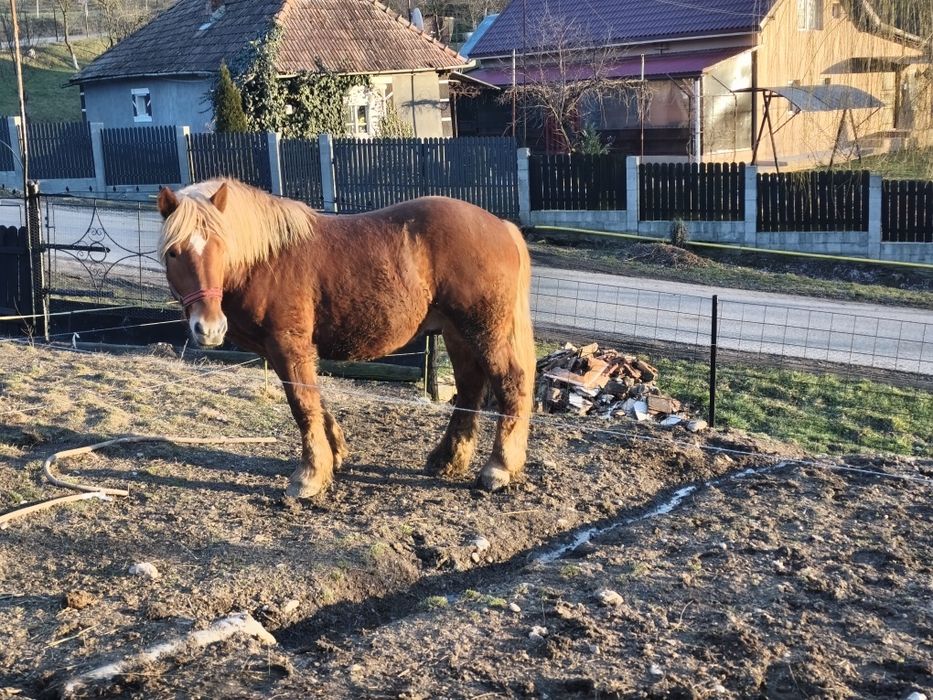 De vânzare mânz de un an