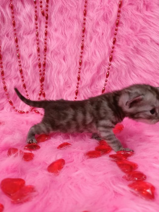 Две Бенгальские котята  девочки