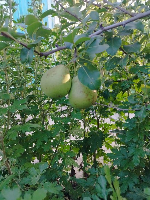 Продам дачу ДСО Эврика