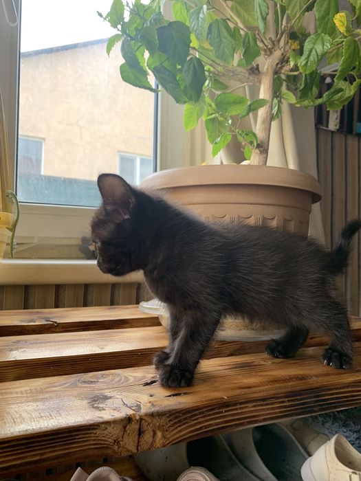 Отдам котенка кошечку