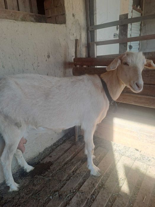 Продам коз КазЦик