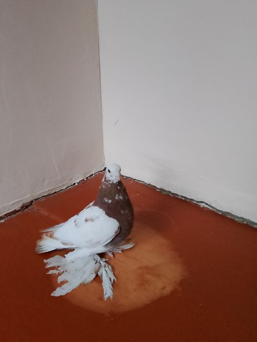 Голуби капканы  гладкие