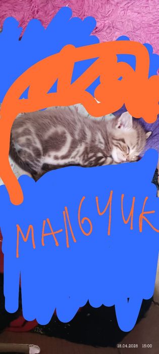 Британский котенок