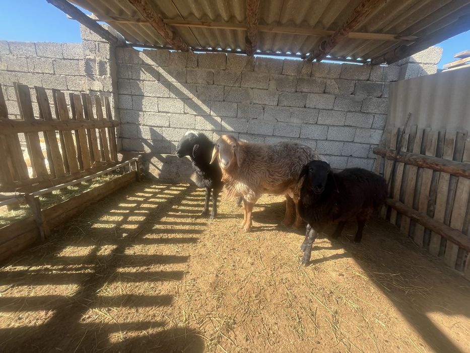 Қошқарлар сатылады