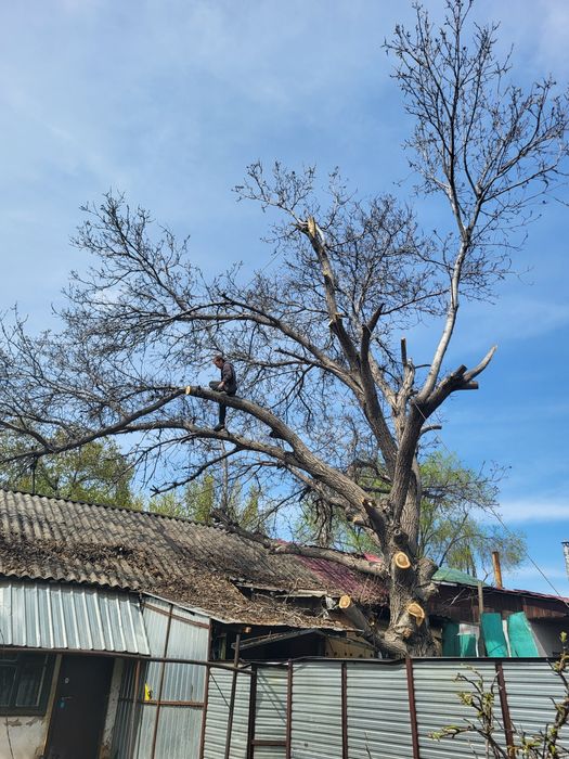 Агаш кесемиз спил деревьев