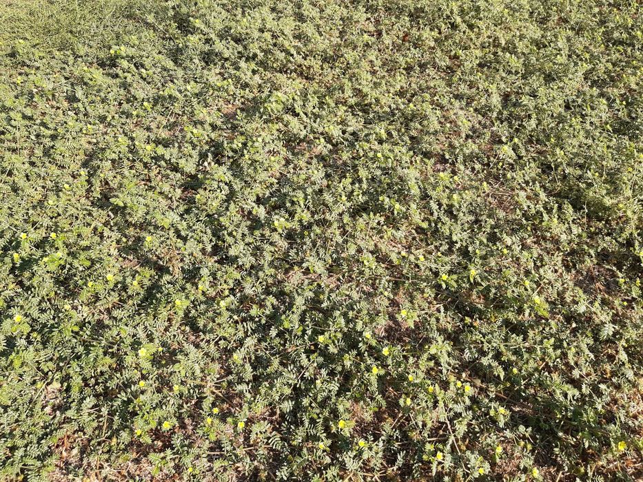 Продавам билката бабини зъби