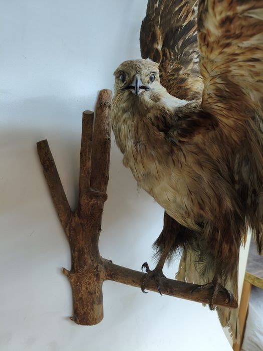 Рога, чучело птиц и животных.