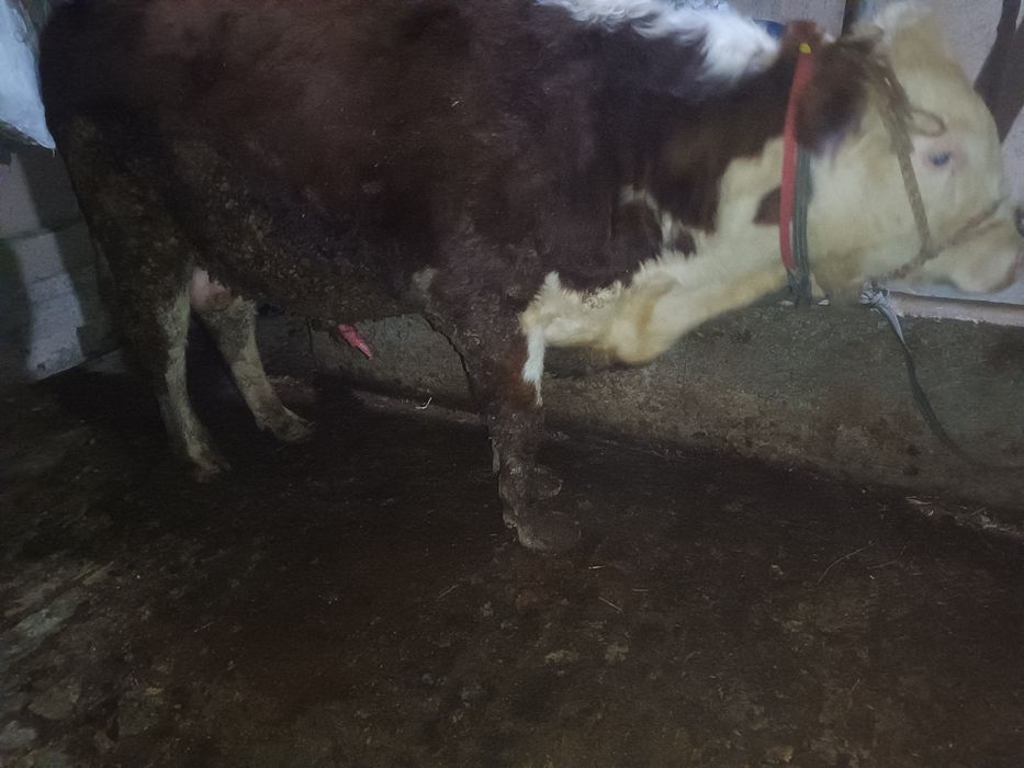 Сотиладиган буқалар