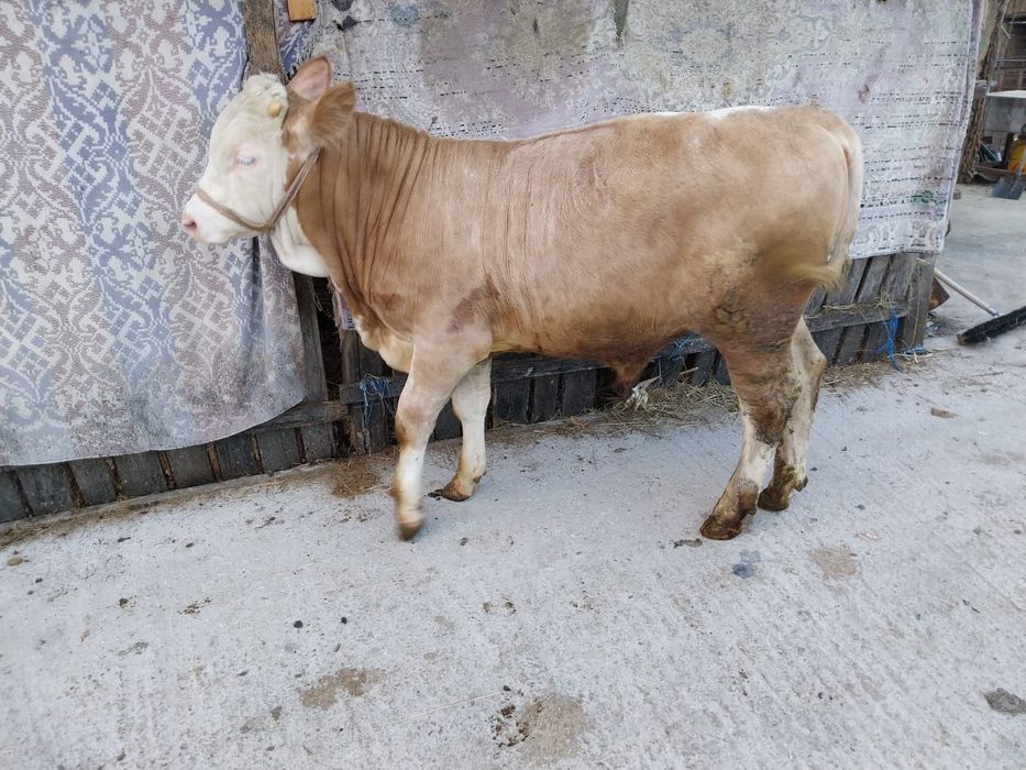 Vițel bălțat de vânzare mai multe detalii despre la telefon