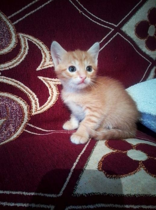 Котята в добрые хорошие руки!