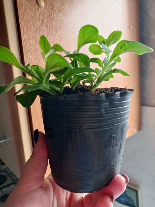 Петуния ампельная