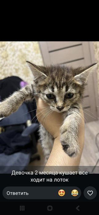 Отдам котёнка девочка