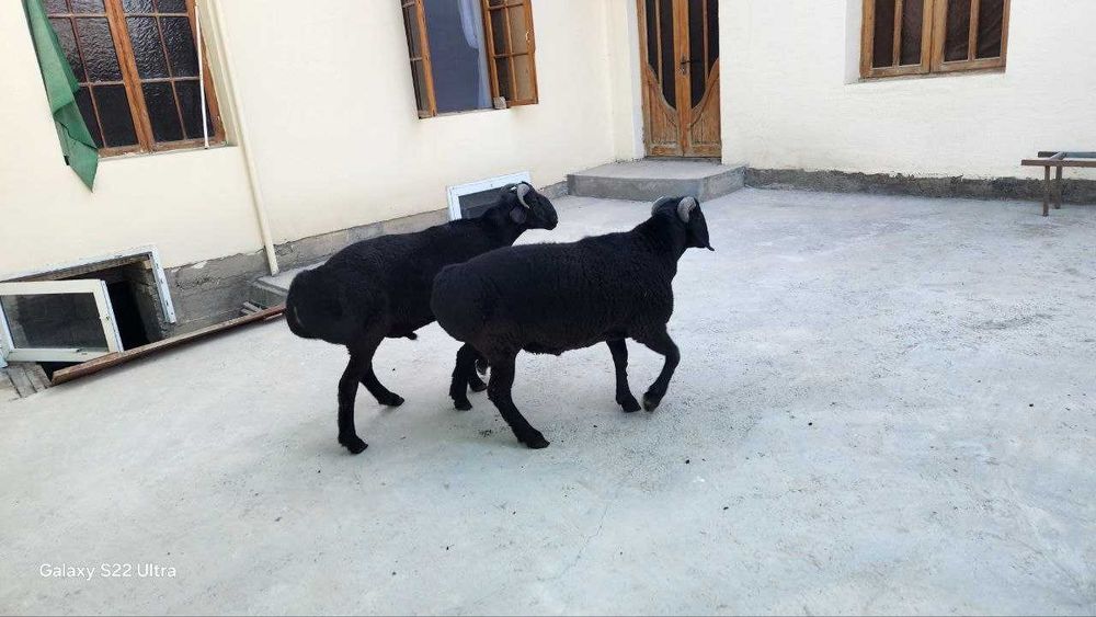 Qo'y qozoq paroda