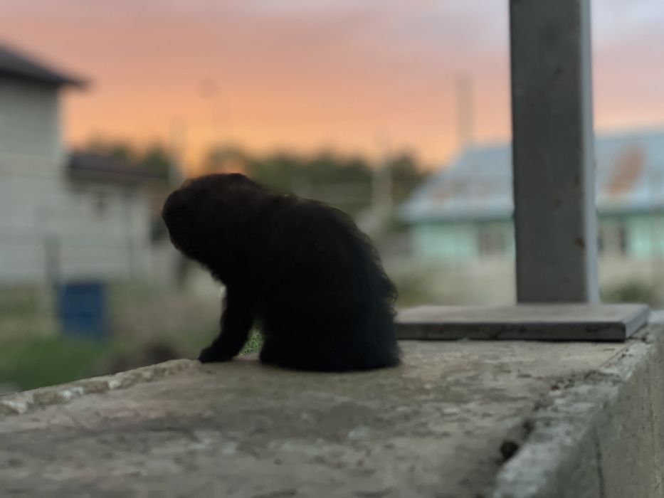 Котята, мальчики