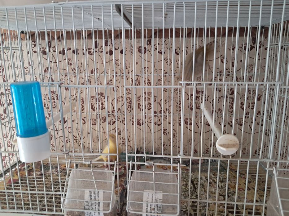 Canari de vanzare
