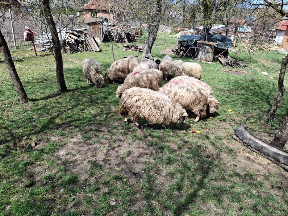 Oi de vanzare cu miei