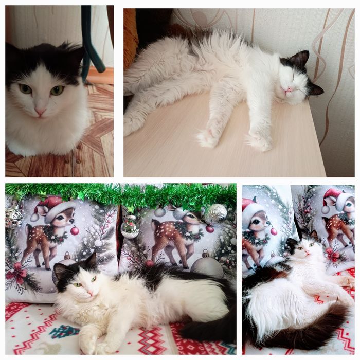 Кошечка ищет дом