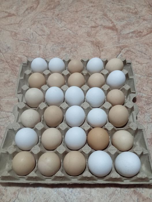 Продам домашнее яйцо