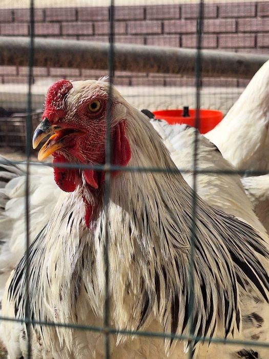 Гигантд бирама тухумлари 15000 сум