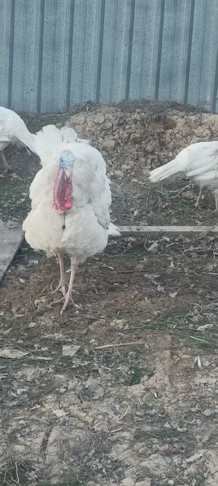 Продам молрдой индюк самец самец самец молрдой самец молрдой самец сам