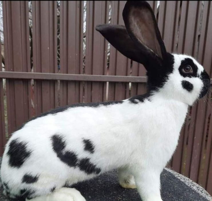 Iepuri fluturi german