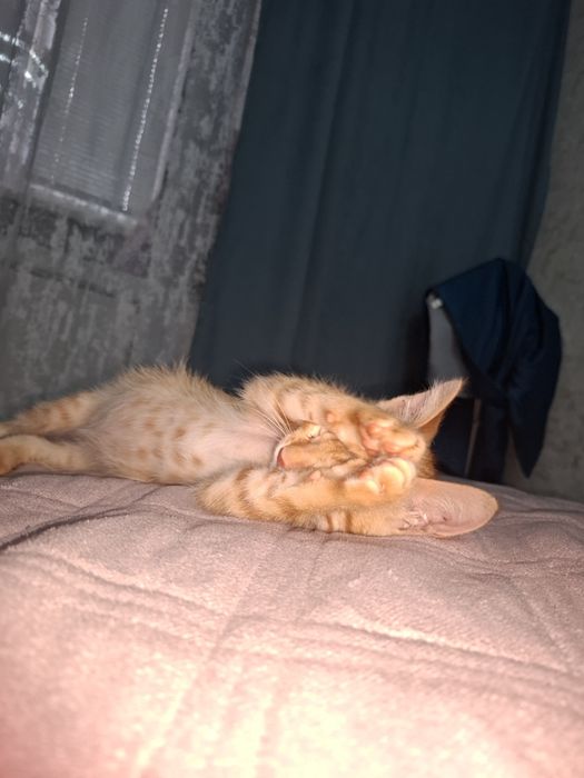 Котёнок ищет дом