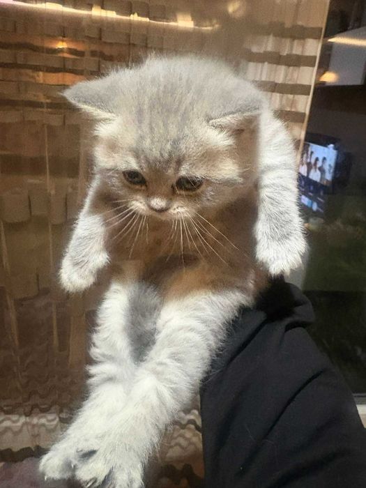 Чистокръвни британчета - момченца